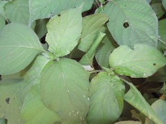 Isoglossa woodii