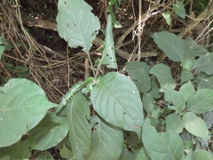 Isoglossa woodii