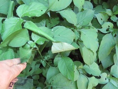 Isoglossa woodii