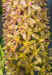 Eucomis