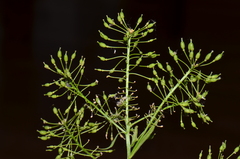 Rorippa amphibia