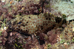 Epinephelus
