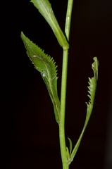 Rorippa amphibia