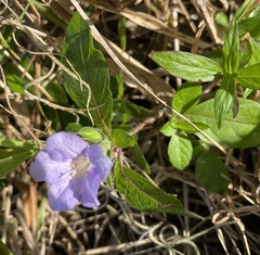 Ruellia caroliniensis