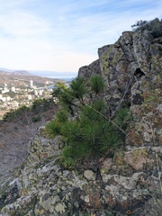 Pinus nigra pallasiana