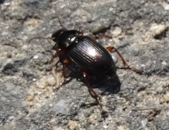 Harpalus affinis