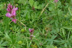 Onobrychis montana