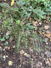 Brachypodium sylvaticum