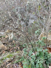 Scutellaria altissima