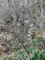 Scutellaria altissima
