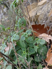 Scutellaria altissima