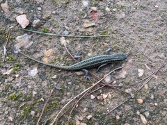 Trachylepis brauni