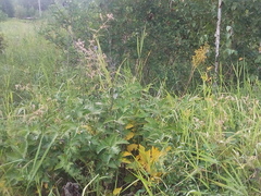 Filipendula stepposa