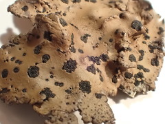 Umbilicaria phaea