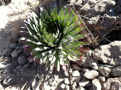 Lobelia deckenii, photograph 6