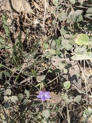 Asystasia gangetica