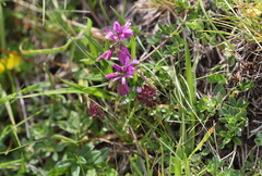Polygala vulgaris
