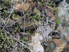 Teesdalia coronopifolia