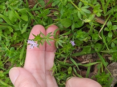 Sherardia arvensis