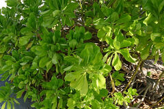 Scaevola taccada