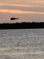 Rostrhamus sociabilis