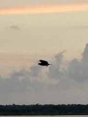 Rostrhamus sociabilis