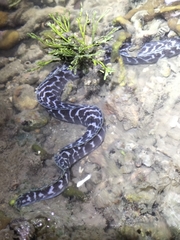 Gymnothorax undulatus