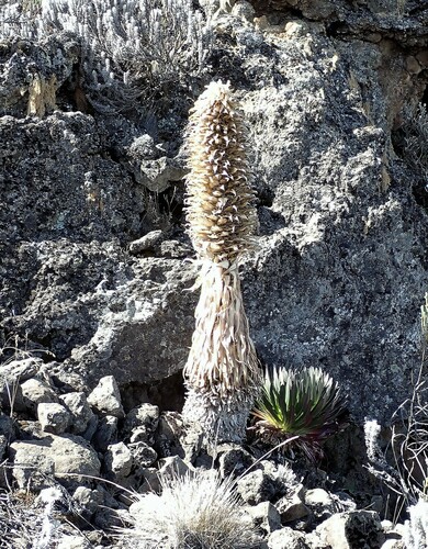 Lobelia deckenii, photograph 5