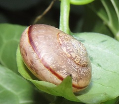 Sheldoniinae