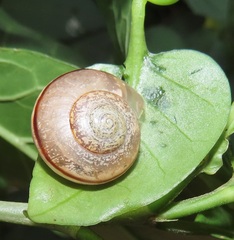 Sheldoniinae