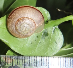 Sheldoniinae