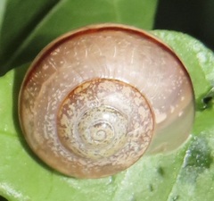 Sheldoniinae