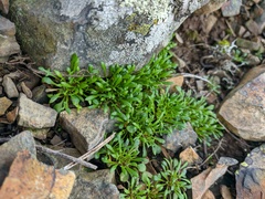 Teesdalia coronopifolia