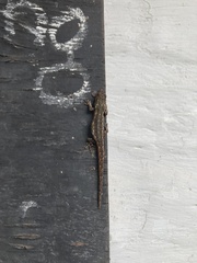 Lygodactylus angularis