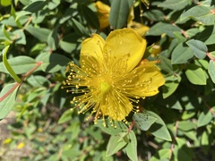 Hypericum calycinum