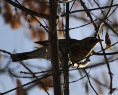 Turdus pilaris