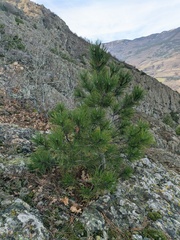 Pinus nigra pallasiana