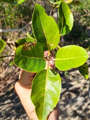 Pisonia albida