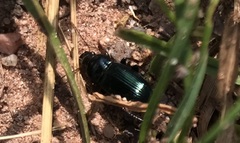 Harpalus