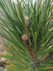 Pinus nigra pallasiana