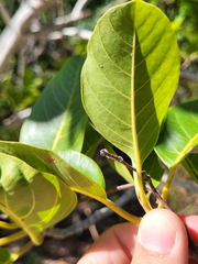 Pisonia albida