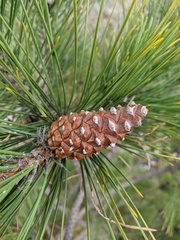 Pinus nigra pallasiana