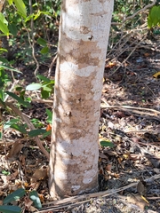 Pisonia albida