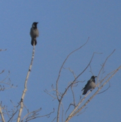 Corvus cornix