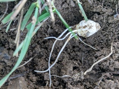 Ornithogalum fimbriatum