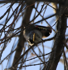 Bombycilla garrulus