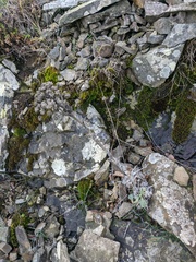 Seseli gummiferum