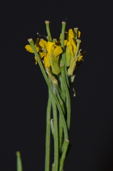 Erysimum virgatum