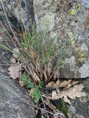 Allium marschalianum