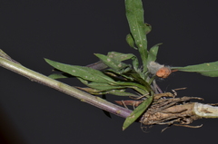 Erysimum virgatum